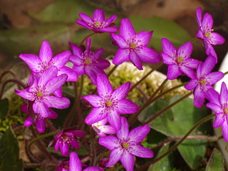DSC00285.JPG