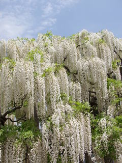 2010_0511藤0008.JPG