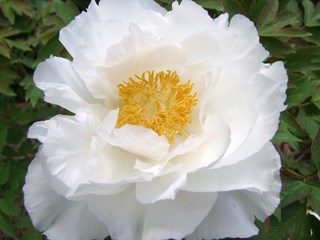 2010_060120100026.JPG