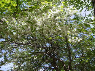 2010_0607五葉0024.JPG