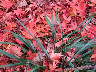 2010_1127_225512-NO1京都 078.JPG