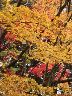 2010_1130_005407-4京都 071.JPG