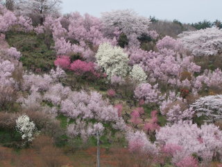 2011_0418花見山0089.JPG