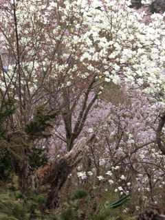 2011_0418花見山0090.JPG
