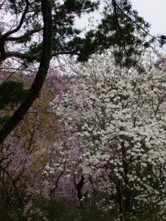 2011_0418花見山0093.JPG