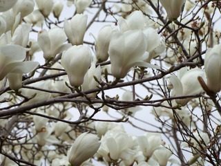 2011_0418花見山0100.JPG