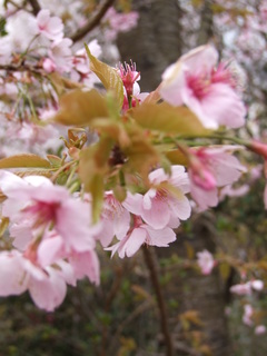 2011_0418花見山0104.JPG