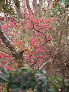 2011_0418花見山0113.JPG