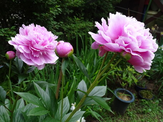 DSC00334.JPG