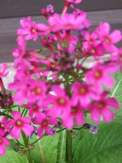 DSCF4380.JPG