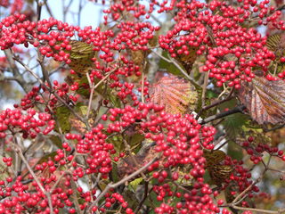 DSCF4510.JPG