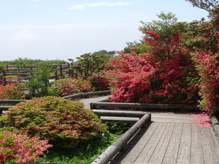 26日八幡のつつじ16年5月 013.JPG