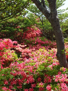 26日八幡のつつじ16年5月 023.JPG
