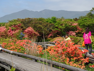 26日八幡のつつじ16年5月 031.JPG