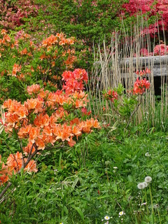 26日八幡のつつじ16年5月 034.JPG